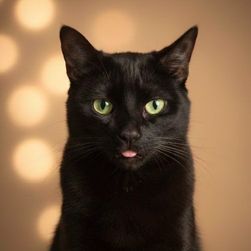 Gatito Durum en adopción - CatCafé Bilbao