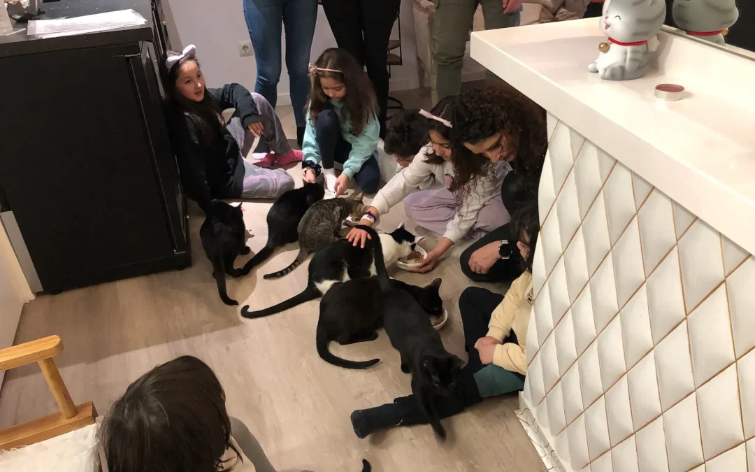 El primer café de gatos de Euskadi abre sus puertas en la calle Cristo de Bilbao