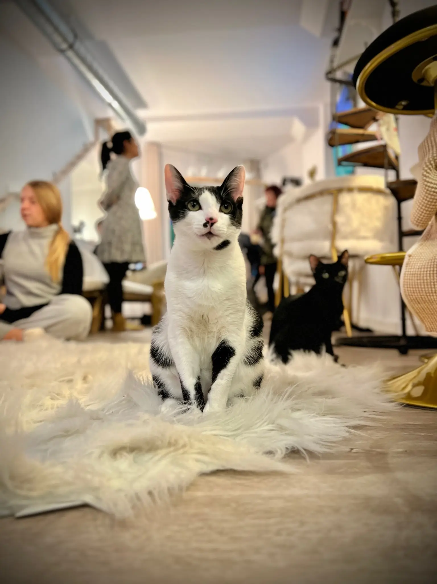 cat cafe bilbao cat cafe bilbao