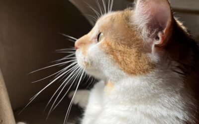 El primer café de gatos de Euskadi, en Bilbao