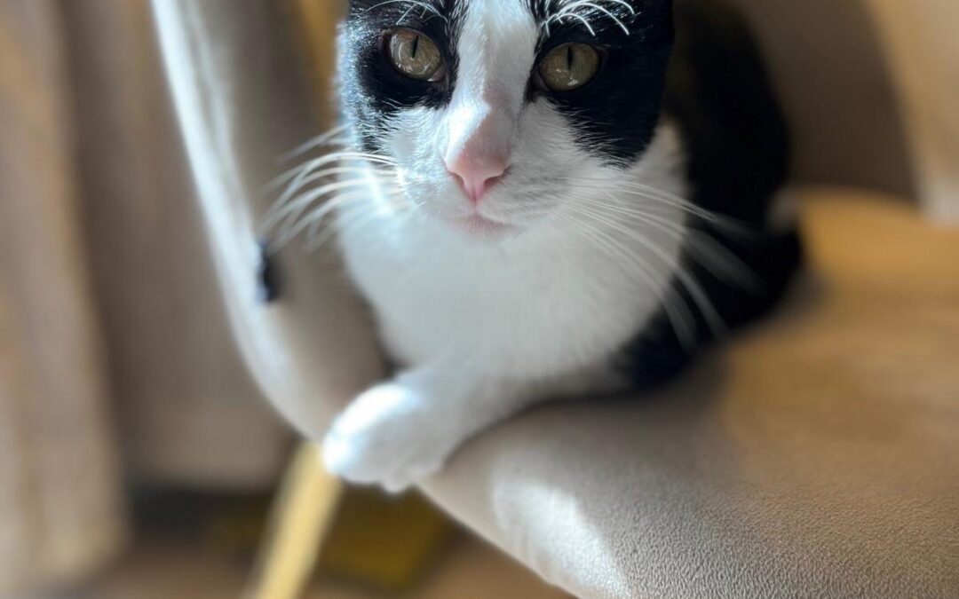Un cortado y unas caricias: Abre en Bilbao el primer café de gatos de Euskadi
