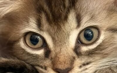 Cómo adoptar un gato en Bilbao y Bizkaia: guía 2026 paso a paso