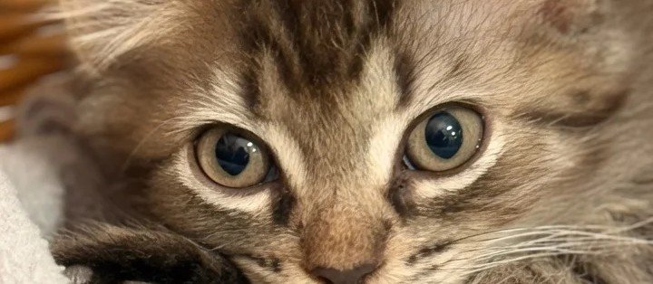 Cómo adoptar un gato en Bilbao y Bizkaia: guía 2026 paso a paso