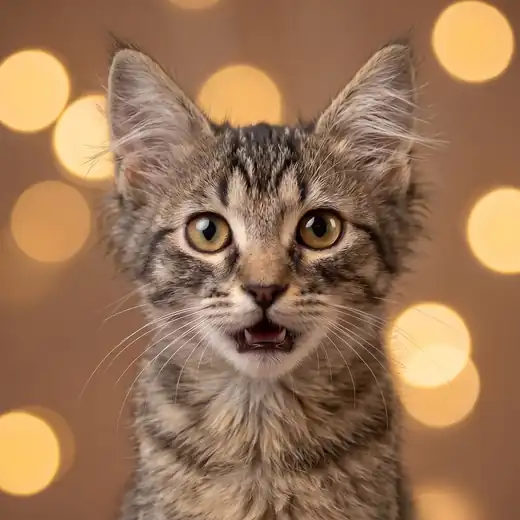 Gato rescatado en El salón de mi casa, cat café en Bilbao
