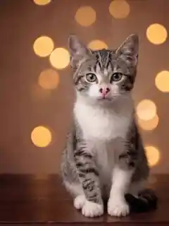 Gato rescatado en El salón de mi casa, cat café en Bilbao