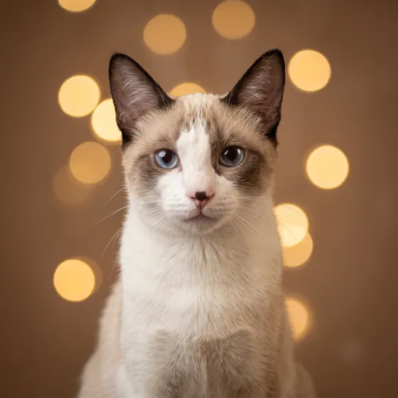 Gato rescatado en El salón de mi casa, cat café en Bilbao