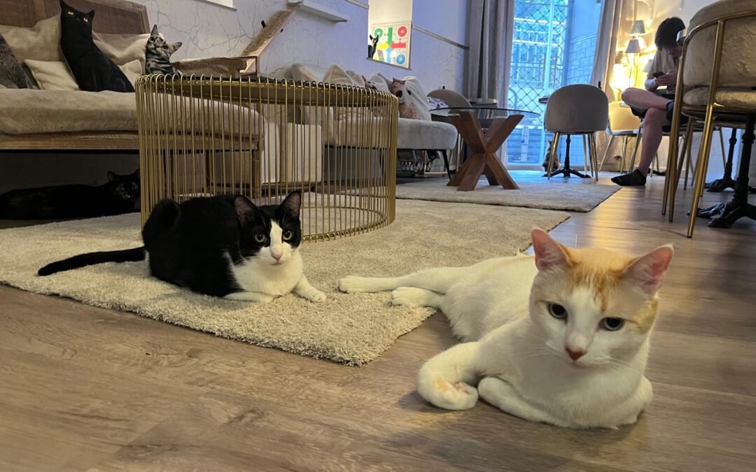 Caricias, ronroneo y frotarse mucho: El primer bar de gatos de Euskadi abre en Bilbao