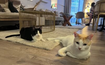 Caricias, ronroneo y frotarse mucho: El primer bar de gatos de Euskadi abre en Bilbao