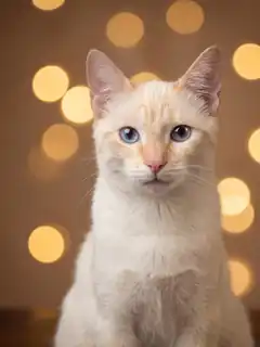 Gato rescatado en El salón de mi casa, cat café en Bilbao
