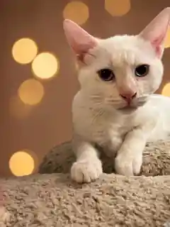 Gato rescatado en El salón de mi casa, cat café en Bilbao