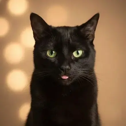 Juan Sin Miedo, gato rescatado en adopción en Bilbao