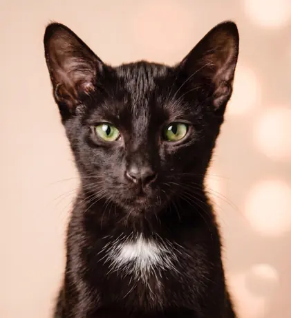 Gato Gru en CatCfé Bilbao