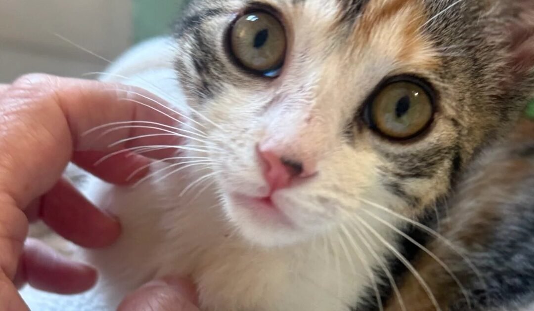 Ley 9/2022: lo que estás obligado a hacer con tu gato en Euskadi (y lo que tienes prohibido)