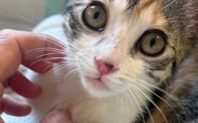 Ley 9/2022: lo que estás obligado a hacer con tu gato en Euskadi (y lo que tienes prohibido)