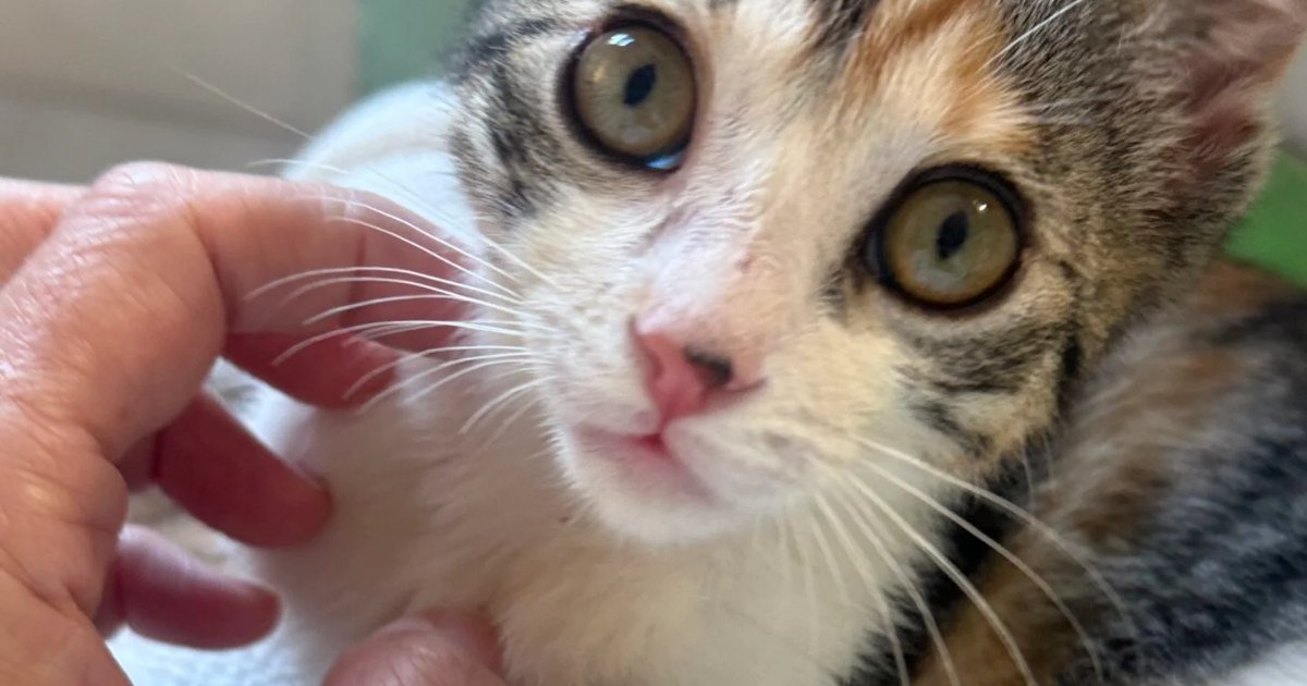 Gatita tricolor sostenida en la mano de una persona, tenencia responsable según la Ley 9/2022
