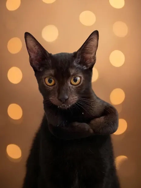 Mortadelo, gato rescatado en adopción en Bilbao