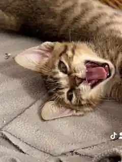 Gato rescatado en El salón de mi casa, cat café en Bilbao