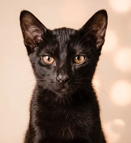 Gato Gru en CatCfé Bilbao