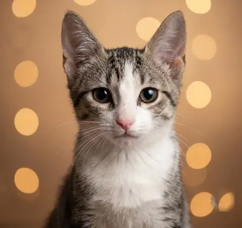 Ofelia, gata rescatada en adopción en Bilbao
