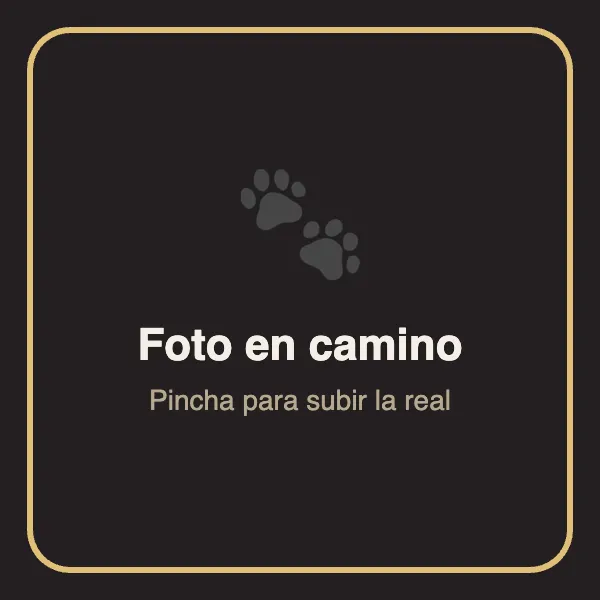 Gato rescatado en El salón de mi casa, cat café en Bilbao
