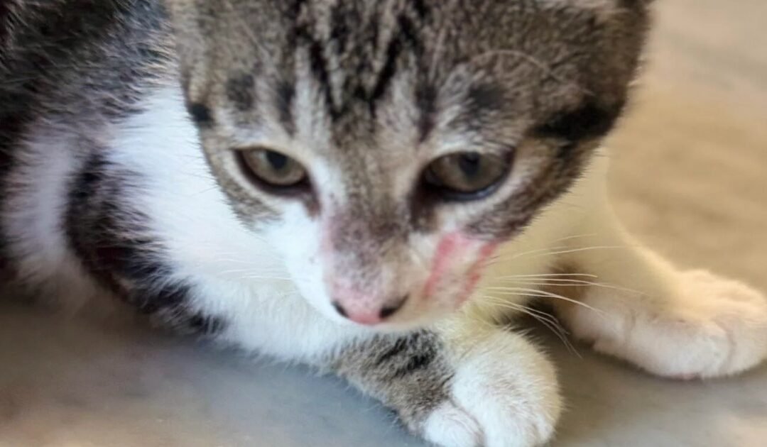 La regla 3-3-3 en gatos adoptados: qué pasa de verdad los 3 primeros días, las 3 primeras semanas y los 3 primeros meses
