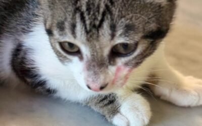 La regla 3-3-3 en gatos adoptados: qué pasa de verdad los 3 primeros días, las 3 primeras semanas y los 3 primeros meses