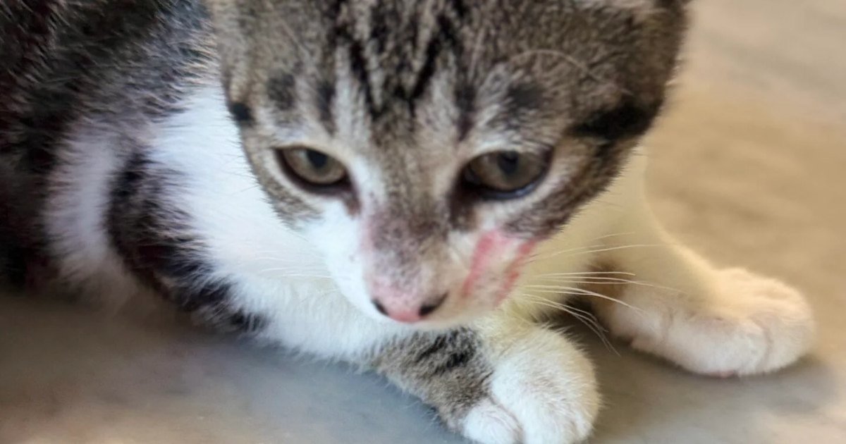 Gatito atigrado y blanco agazapado en el suelo durante sus primeros días en casa tras la adopción