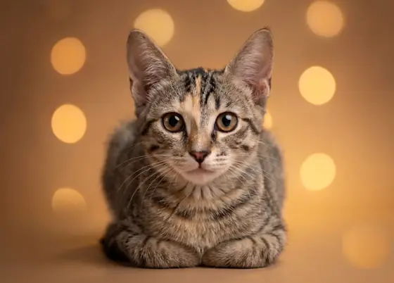 Rita, gata rescatada en adopción en Bilbao