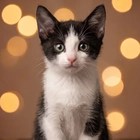 Gato rescatado en El salón de mi casa, cat café en Bilbao