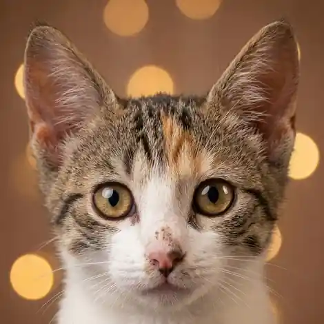 Gato rescatado en El salón de mi casa, cat café en Bilbao