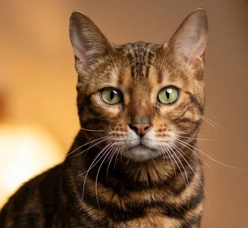 Gatito Durum en adopción - CatCafé Bilbao