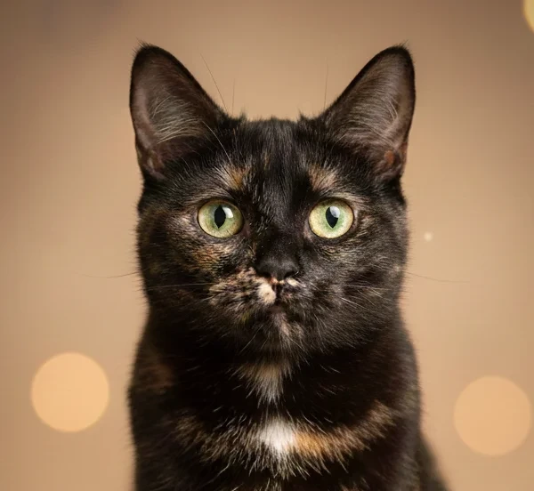 Gatito Durum en adopción - CatCafé Bilbao