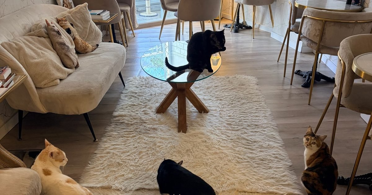 Interior del cat cafe El salon de mi casa en Bilbao, donde viven los gatos en adopcion