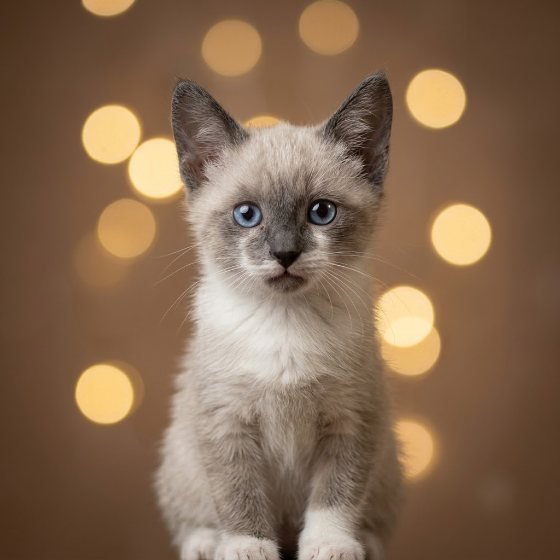 Kiwi, Sorgi, Mochi y Rocky, gatitos hermanos del Cat Café Bilbao